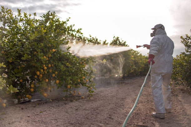 Best Bed Bug Extermination  in Pajaro, CA
