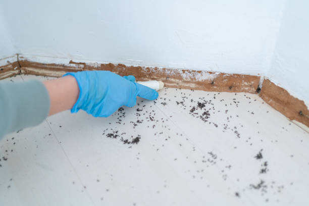 Best Wasp Removal Services  in Pajaro, CA